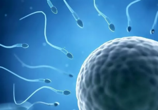 精子和卵子的结合需要什么条件 精子多久可以遇到卵子