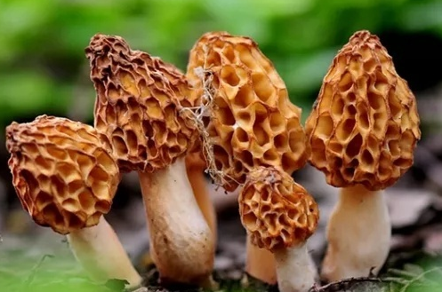 宝宝吃羊肚菌好吗 宝宝吃羊肚菌的好处