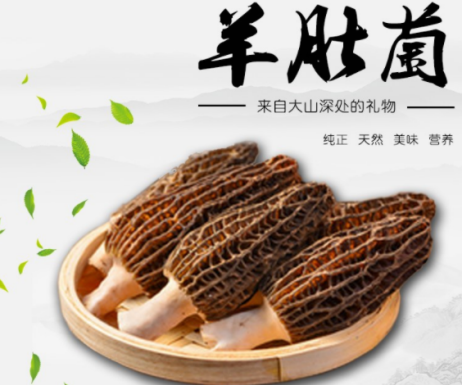 宝宝吃羊肚菌好吗 宝宝吃羊肚菌的好处