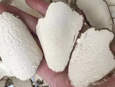 宝宝可以吃虎乳菌吗 宝宝多大可以吃虎乳菌