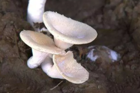 虎乳菌可以治疗孩子咳嗽吗 哪些孩子不能吃虎乳菌