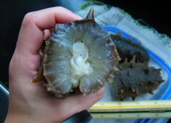 孕妇海参一周吃几个最佳 孕妇吃海参对宝宝的好处